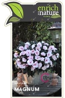 Impatiens Magnum Label Image.jpg